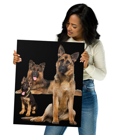 German Shepherd 954 Signature Metal prints