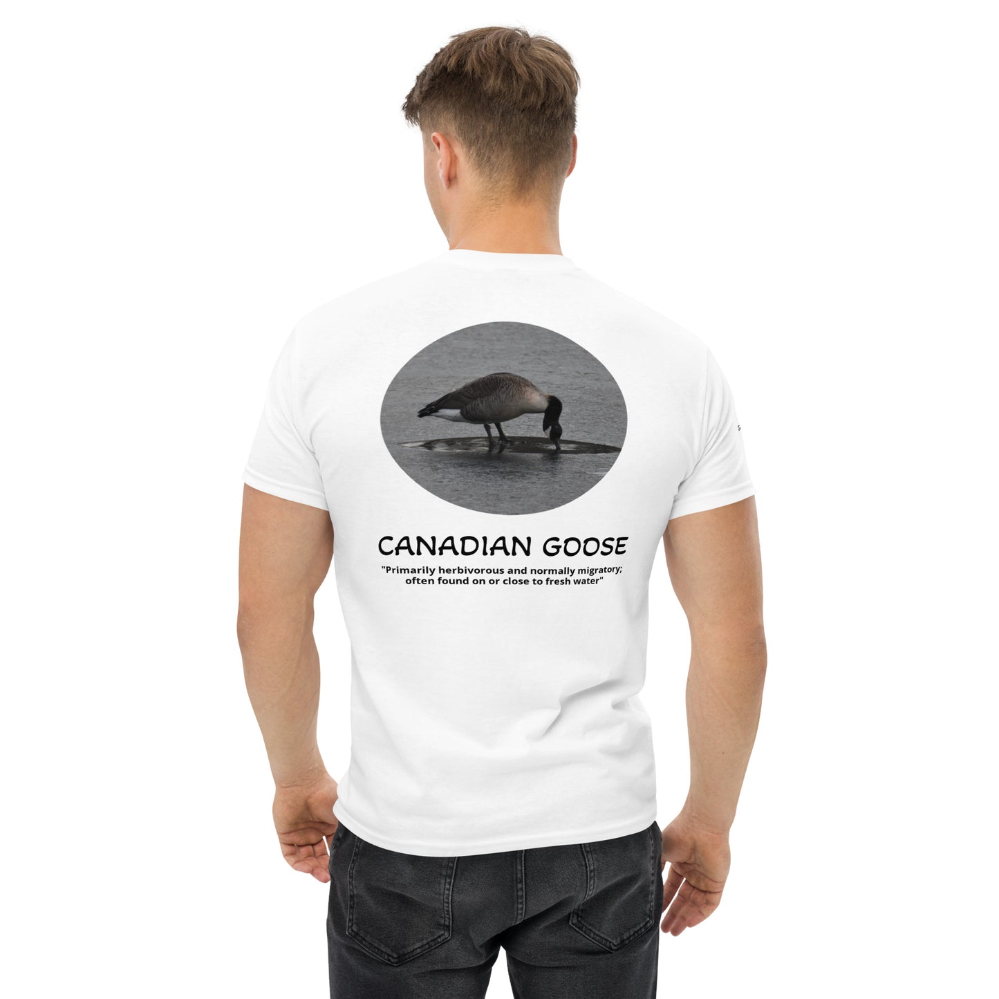 Canadian Goose