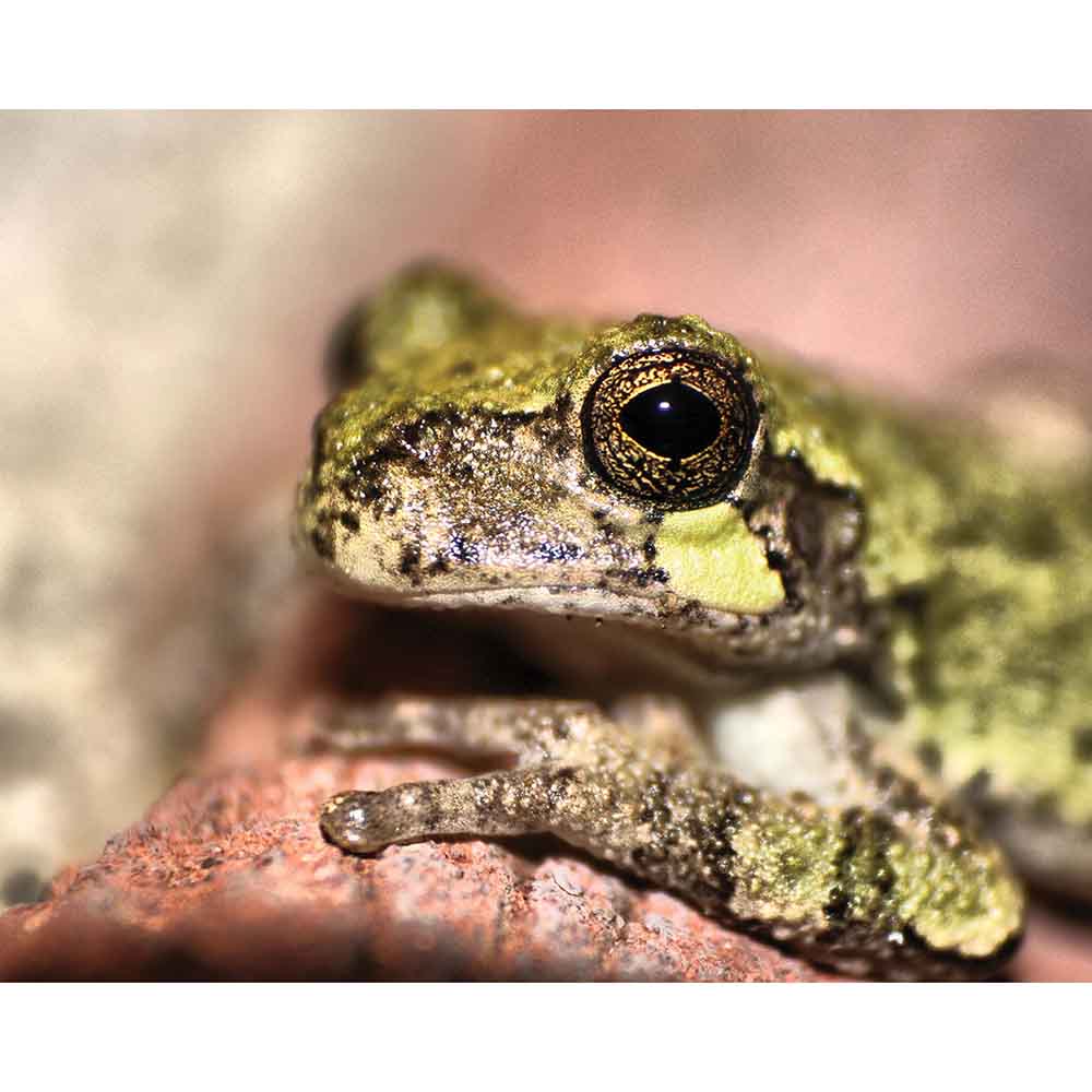 Batie Frog Portrait Gloss Poster (4 Sizes Available)