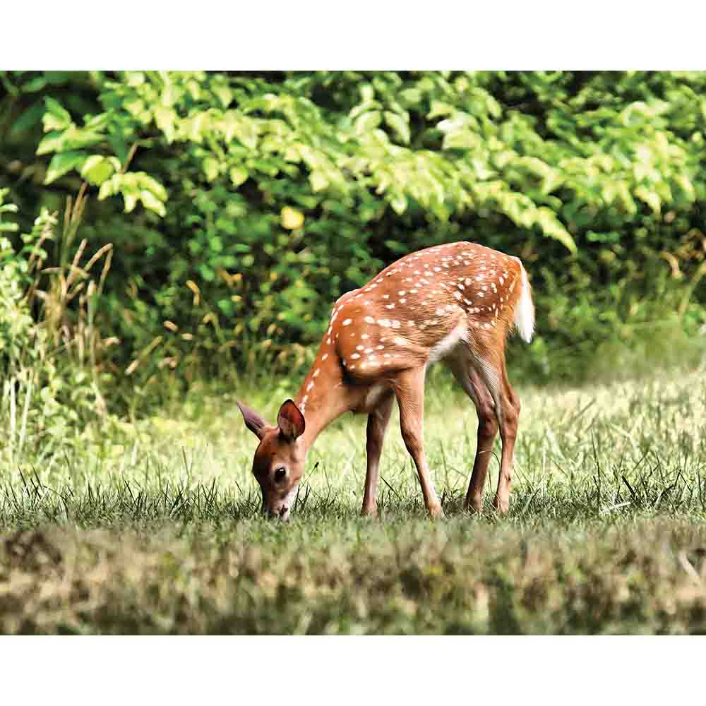 Batie Grazing Fawn Gloss Poster (4 Sizes Available)