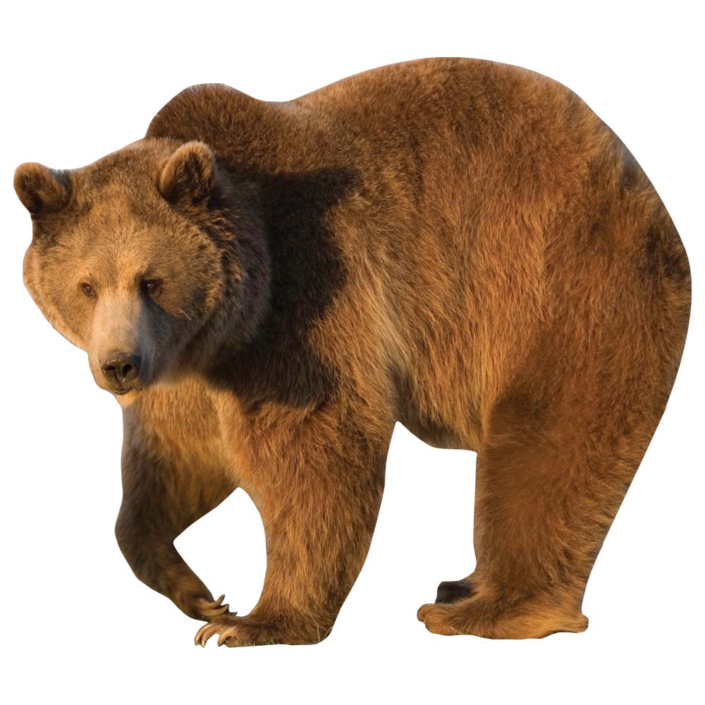 Big Grizzly Wall Decal (3 Sizes Available)