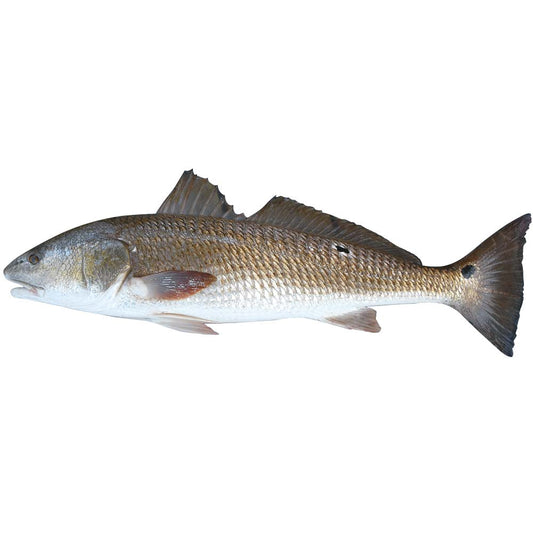 Red Drum Fish Wall Decal (5 Sizes Available)