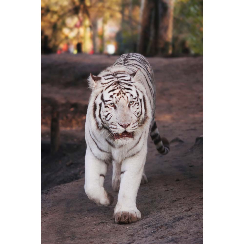 White Tiger Wall Decal (3 Sizes Available)